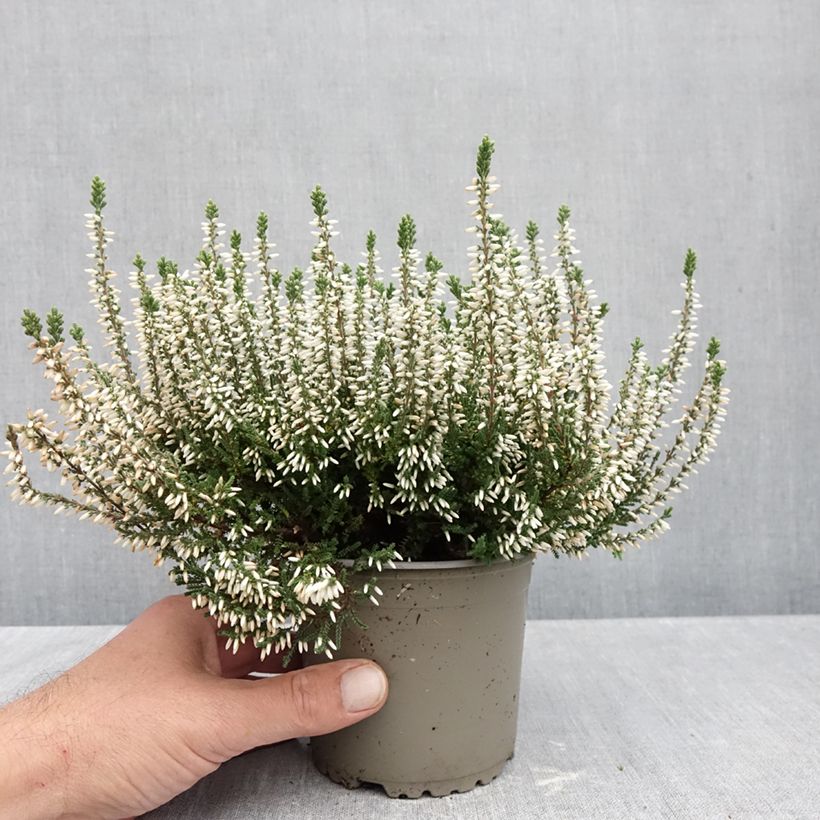 Esemplare di Calluna vulgaris Garden Girls Alicia - Brugo Vaso da 1L/1,5L come consegnato in autunno