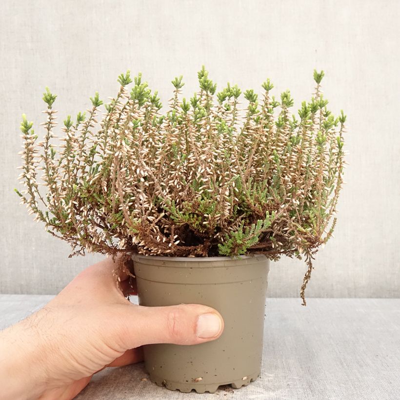 Calluna vulgaris Garden Girls Alicia - Brugo Vaso da 1L/1,5L esemplare consegnato in primavera