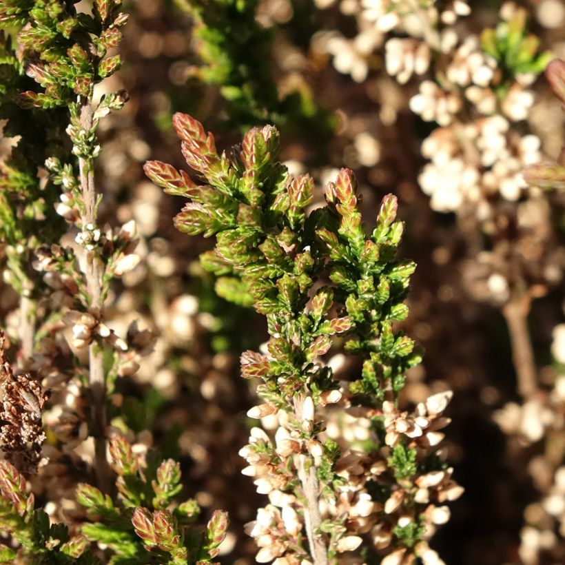 Calluna vulgaris Garden Girls Amethyst - Brugo (Fogliame)