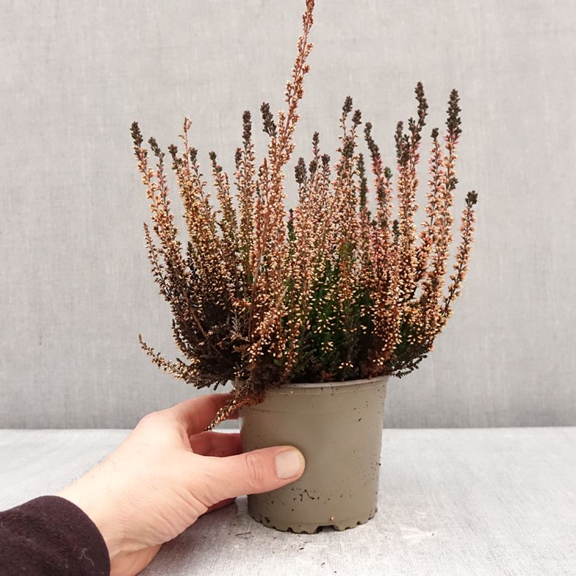 Calluna vulgaris Garden Girls Amethyst - Brugo Vaso da 1L/1,5L esemplare consegnato in inverno