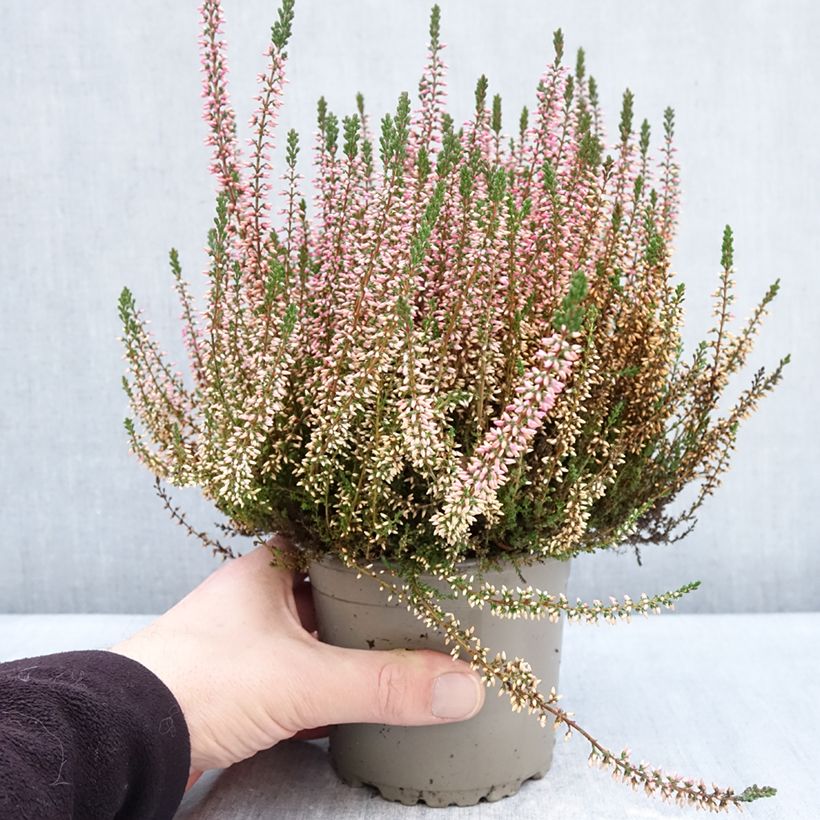 Calluna vulgaris Garden Girls Angie - Brugo Vaso da 1L/1,5L esemplare consegnato in inverno