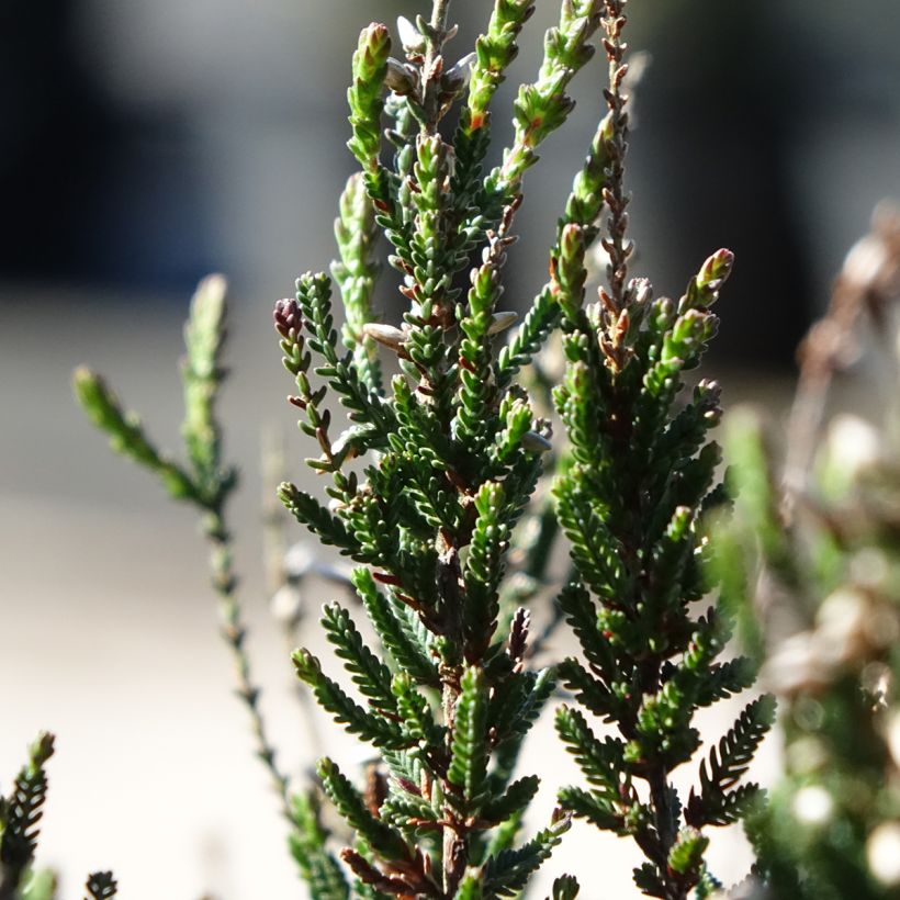 Calluna vulgaris Garden Girls Athene - Brugo (Fogliame)