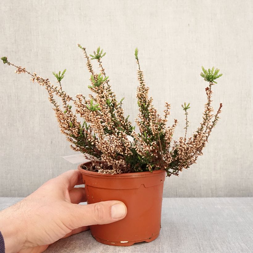 Calluna vulgaris Garden Girls Athene - Brugo Vaso da 1L/1,5L esemplare consegnato in primavera
