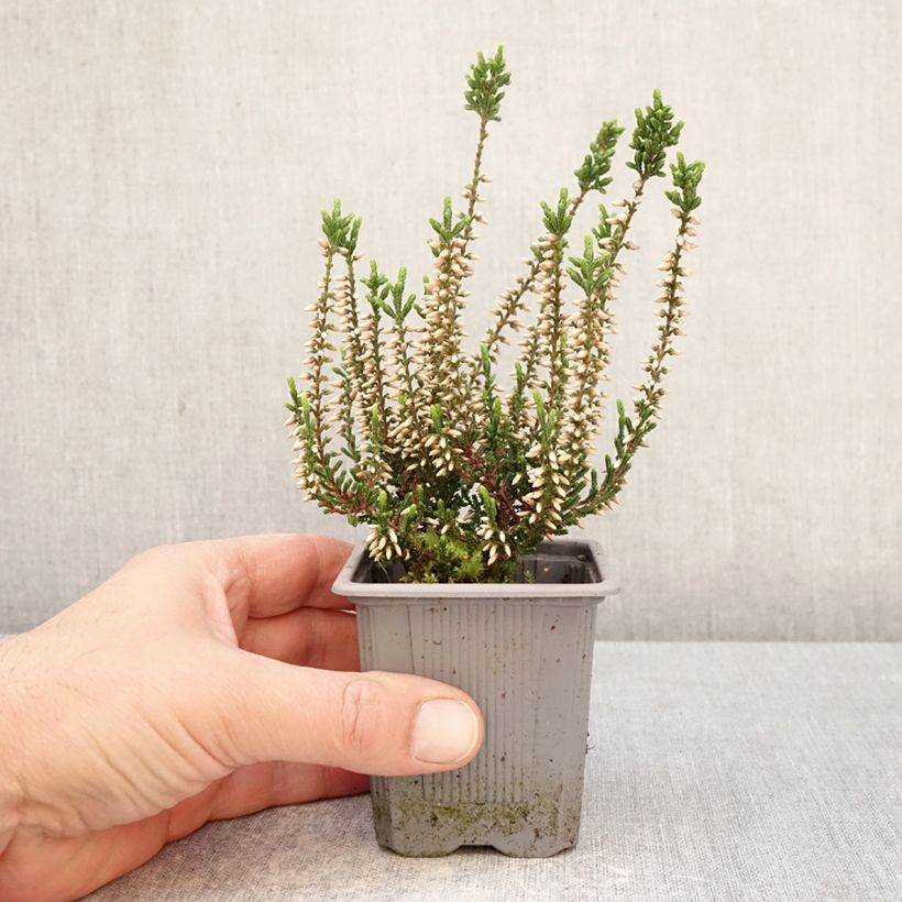 Calluna vulgaris Garden Girls Bettina - Brugo Vasetto da 8/9 cm esemplare consegnato in primavera