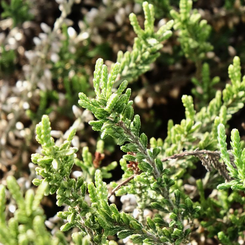 Calluna vulgaris Garden Girls Bettina - Brugo (Fogliame)