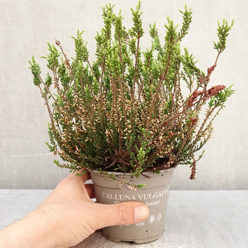 Calluna vulgaris Garden Girls Bettina - Brugo Vaso da 1L/1,5L esemplare consegnato in primavera