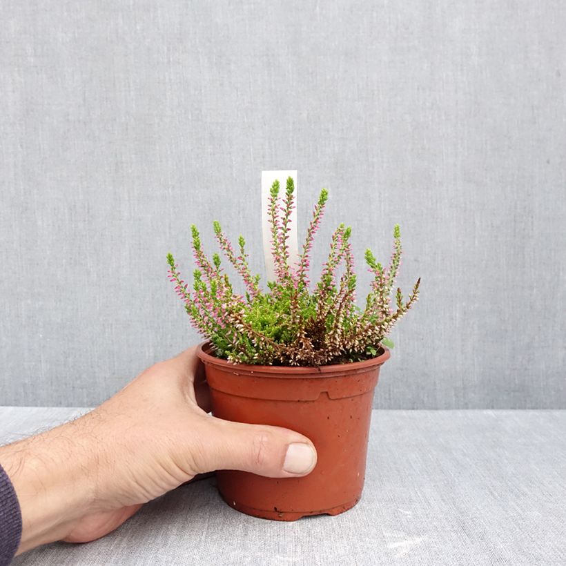 Esemplare di Calluna vulgaris Garden Girls Golden Angie - Brugo Vaso da 1L/1,5L come consegnato in autunno