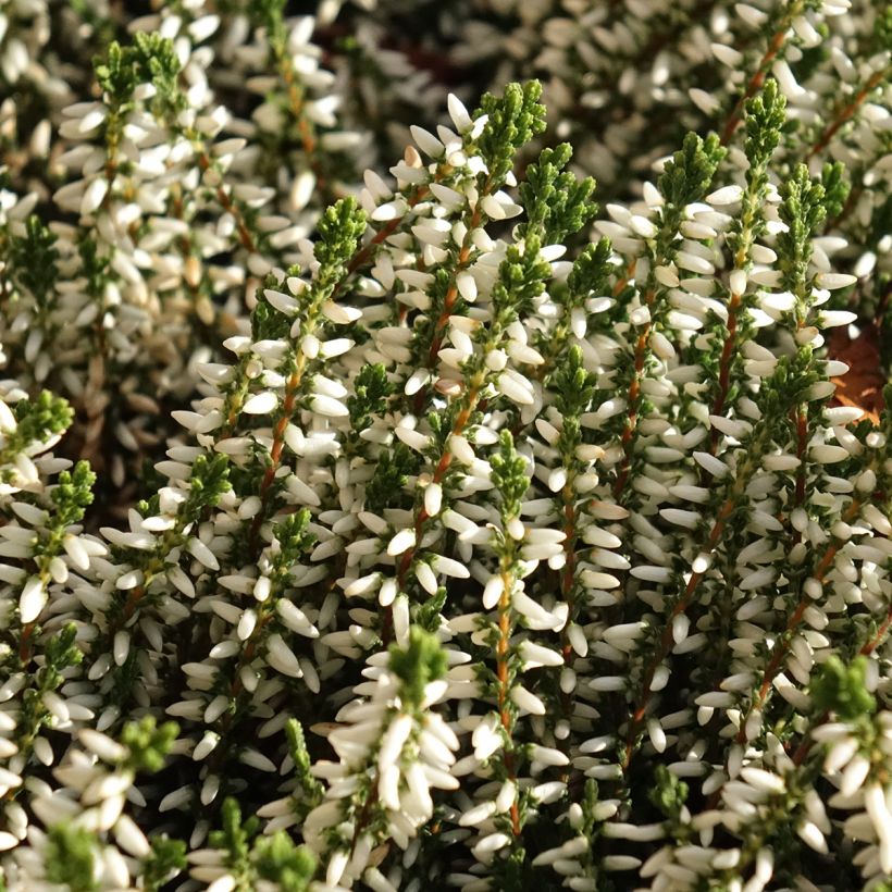 Calluna vulgaris Garden Girls Helena - Brugo (Fioritura)