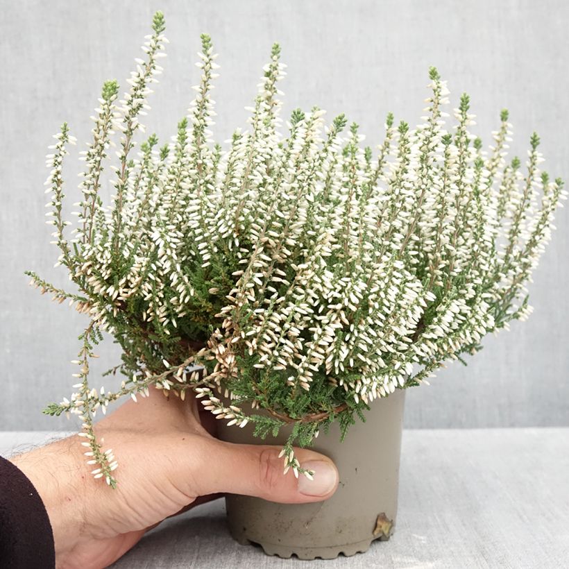 Esemplare di Calluna vulgaris Garden Girls Helena - Brugo Vaso da 1L/1,5L come consegnato in autunno