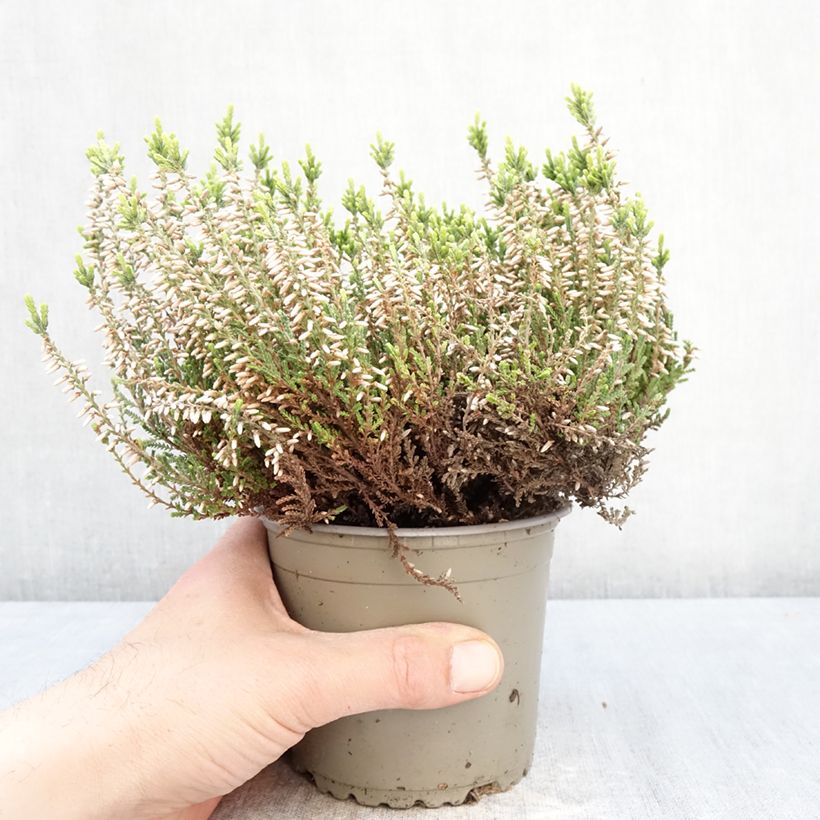 Calluna vulgaris Garden Girls Helena - Brugo Vaso da 1L/1,5L esemplare consegnato in primavera