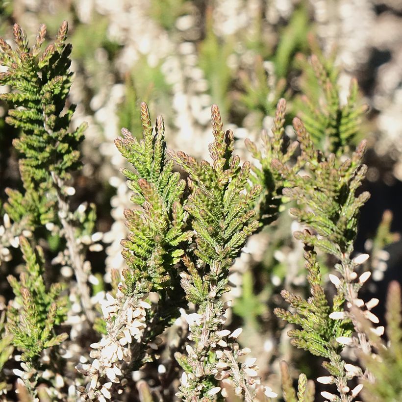 Calluna vulgaris Garden Girls Lilli - Brugo (Fogliame)