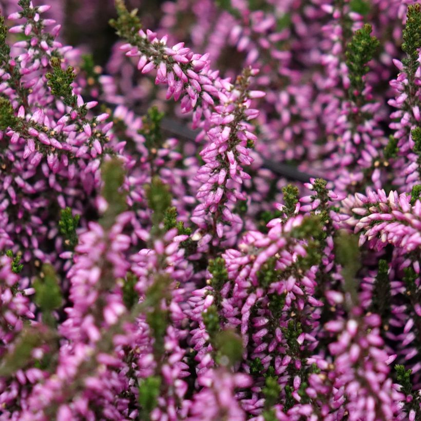 Calluna vulgaris Garden Girls Lilli - Brugo (Fioritura)