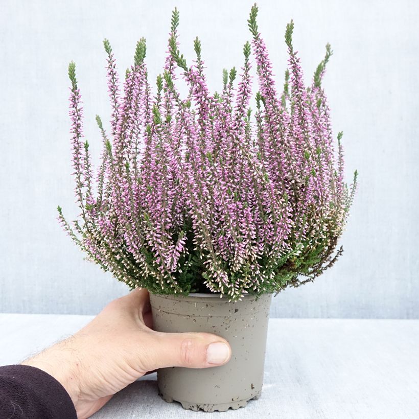 Esemplare di Calluna vulgaris Garden Girls Lilli - Brugo Vaso da 1L/1,5L come consegnato in autunno