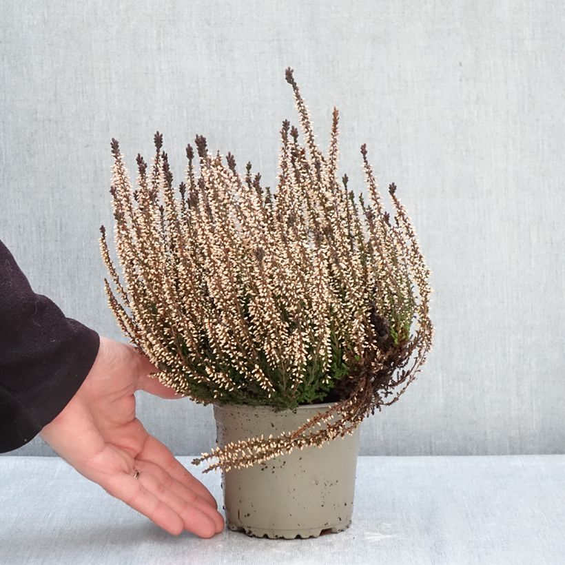 Calluna vulgaris Garden Girls Lilli - Brugo Vaso da 1L/1,5L esemplare consegnato in inverno