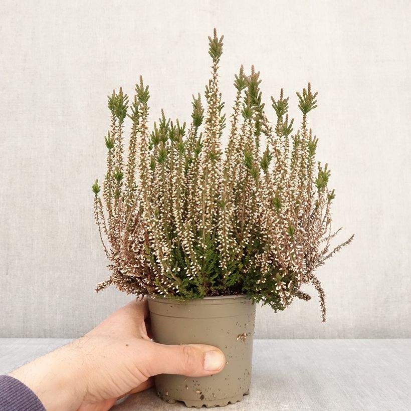Calluna vulgaris Garden Girls Lilli - Brugo Vaso da 1L/1,5L esemplare consegnato in primavera