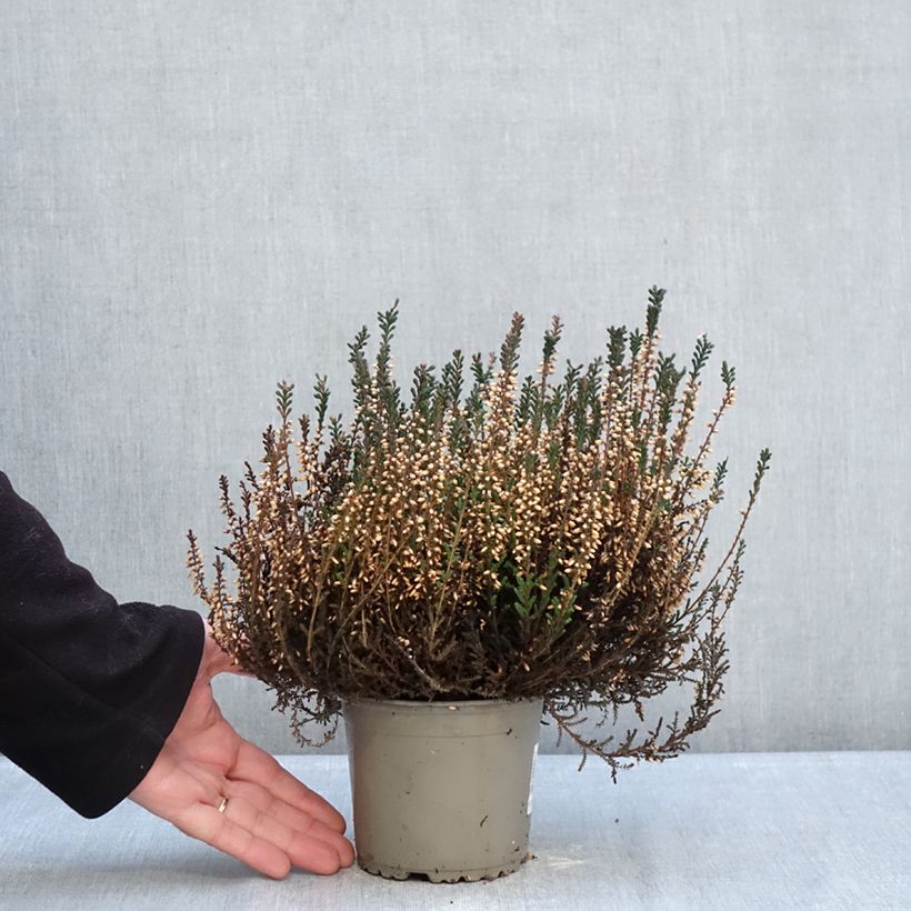 Calluna vulgaris Garden Girls Lisbeth - Brugo Vaso da 1L/1,5L esemplare consegnato in inverno