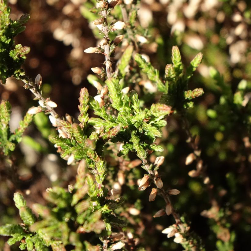 Calluna vulgaris Garden Girls Martina - Brugo (Fogliame)