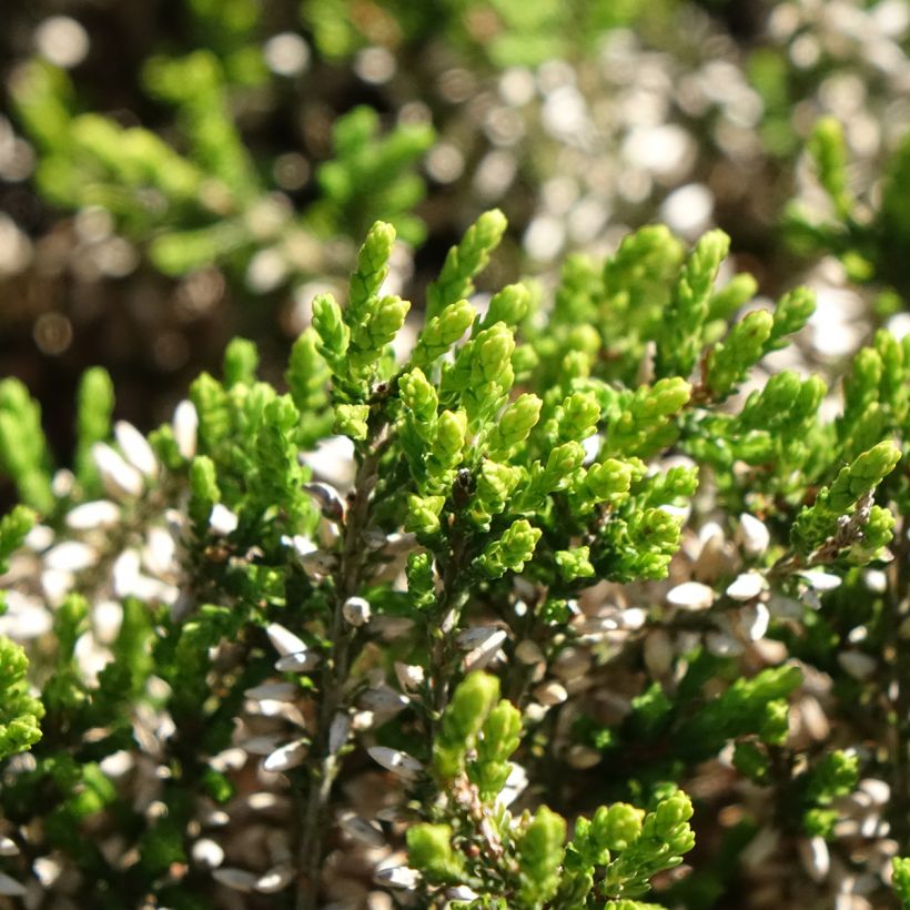Calluna vulgaris Garden Girls Pink Angie - Brugo (Fogliame)