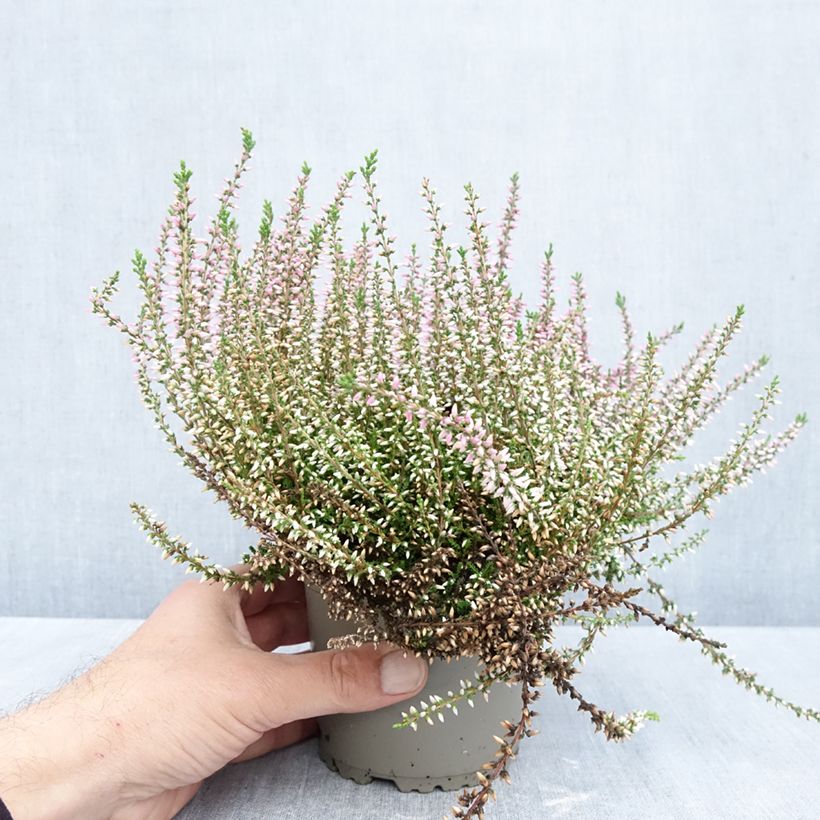 Esemplare di Calluna vulgaris Garden Girls Pink Angie - Brugo Vaso da 1L/1,5L come consegnato in autunno