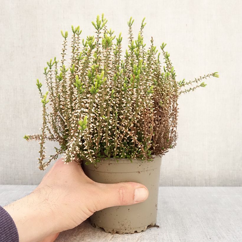 Calluna vulgaris Garden Girls Pink Angie - Brugo Vaso da 1L/1,5L esemplare consegnato in primavera