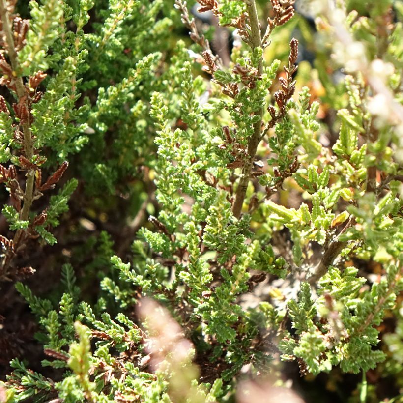 Calluna vulgaris Garden Girls Pink Bettina - Brugo (Fogliame)