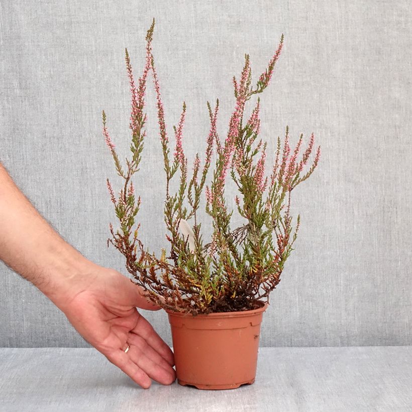 Esemplare di Calluna vulgaris Garden Girls Pink Bettina - Brugo Vaso da 1L/1,5L consegnato in estate