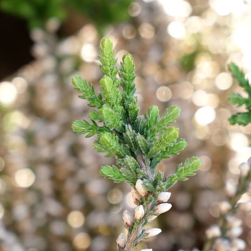 Calluna vulgaris Garden Girls Rosita - Brugo (Fogliame)