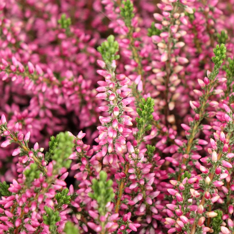 Calluna vulgaris Garden Girls Rosita - Brugo (Fioritura)