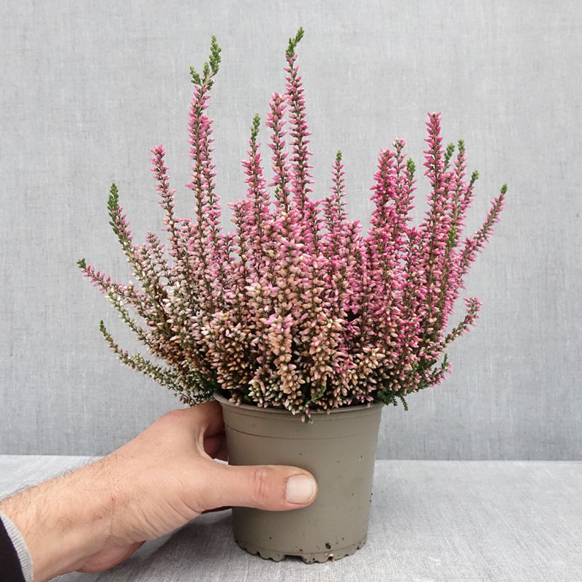 Esemplare di Calluna vulgaris Garden Girls Rosita - Brugo Vaso da 1L/1,5L come consegnato in autunno