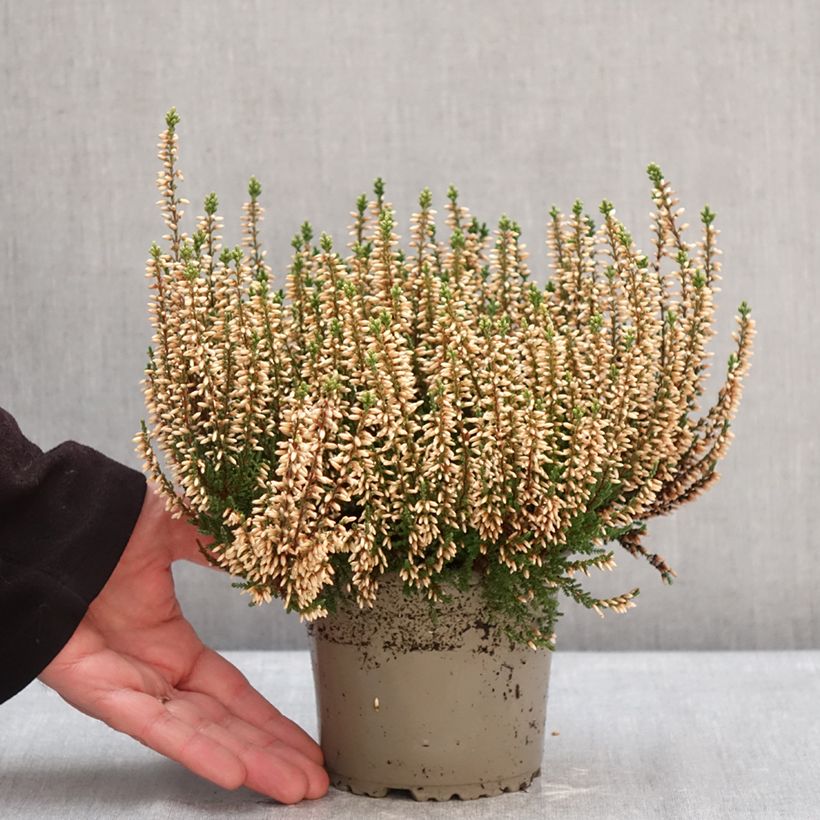 Calluna vulgaris Garden Girls Rosita - Brugo Vaso da 1L/1,5L esemplare consegnato in inverno