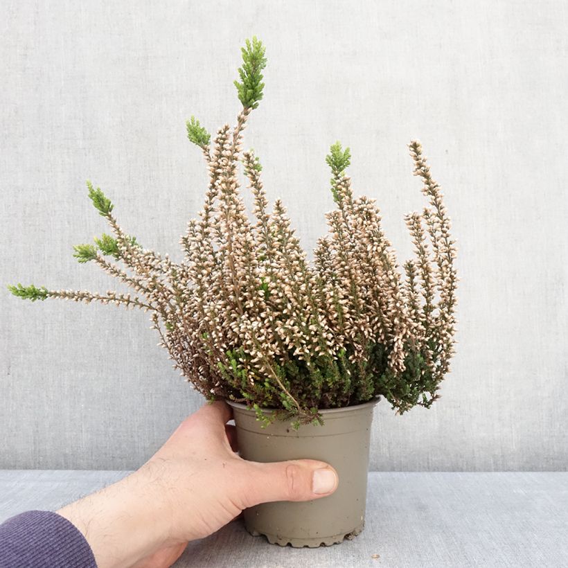 Calluna vulgaris Garden Girls Rosita - Brugo Vaso da 1L/1,5L esemplare consegnato in primavera