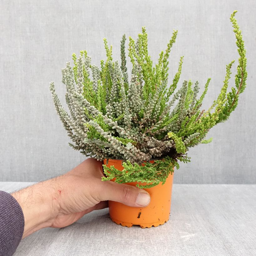 Esemplare di Calluna vulgaris Garden Girls Sunset Fire Trio - Brugo Vaso da 1L/1,5L come consegnato in autunno