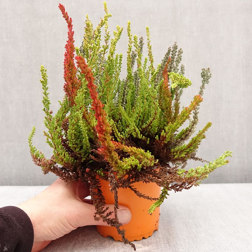 Calluna vulgaris Garden Girls Sunset Fire Trio - Brugo Vaso da 1L/1,5L esemplare consegnato in inverno
