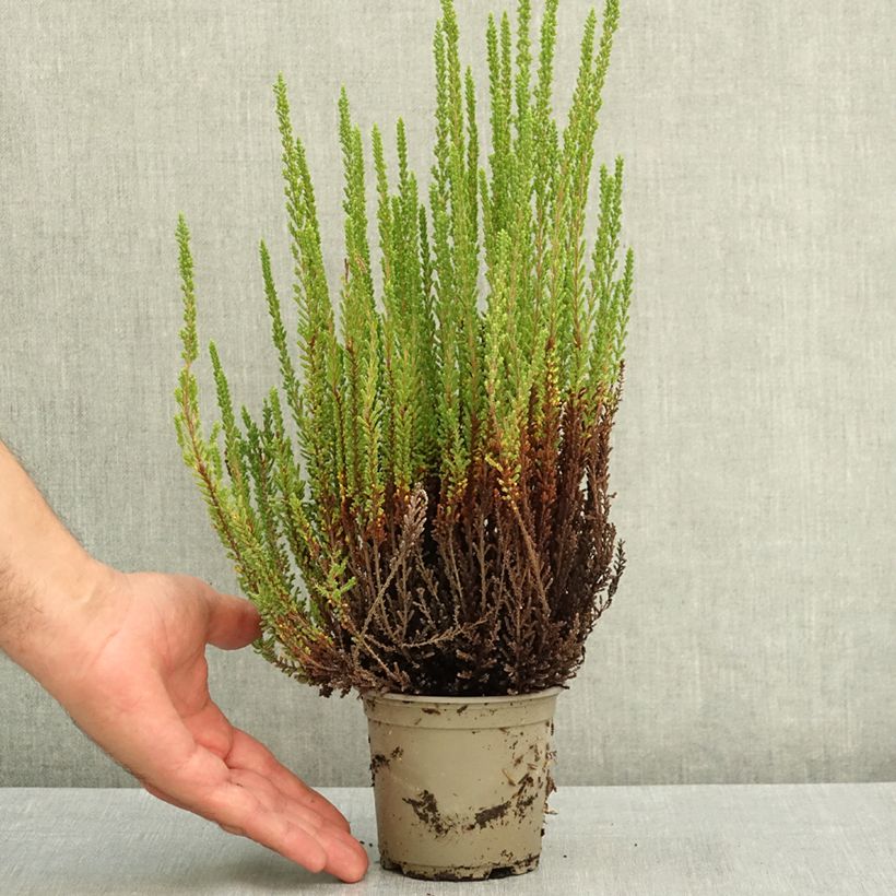 Esemplare di Calluna vulgaris Garden Girls Zelia - Brugo Vaso da 1L/1,5L consegnato in estate