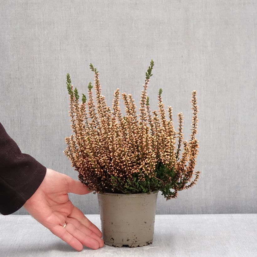 Calluna vulgaris Garden Girls Zelia - Brugo Vaso da 1L/1,5L esemplare consegnato in inverno