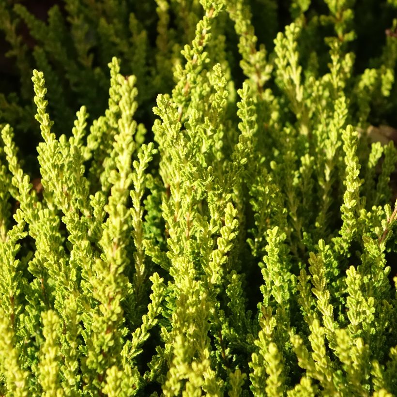 Calluna vulgaris Garden Girls Zeta - Brugo (Fogliame)