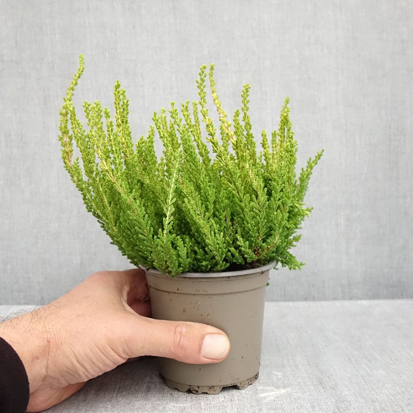 Esemplare di Calluna vulgaris Garden Girls Zeta - Brugo Vaso da 1L/1,5L come consegnato in autunno