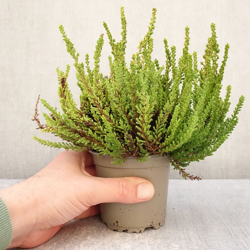 Calluna vulgaris Garden Girls Zeta - Brugo Vaso da 1L/1,5L esemplare consegnato in inverno