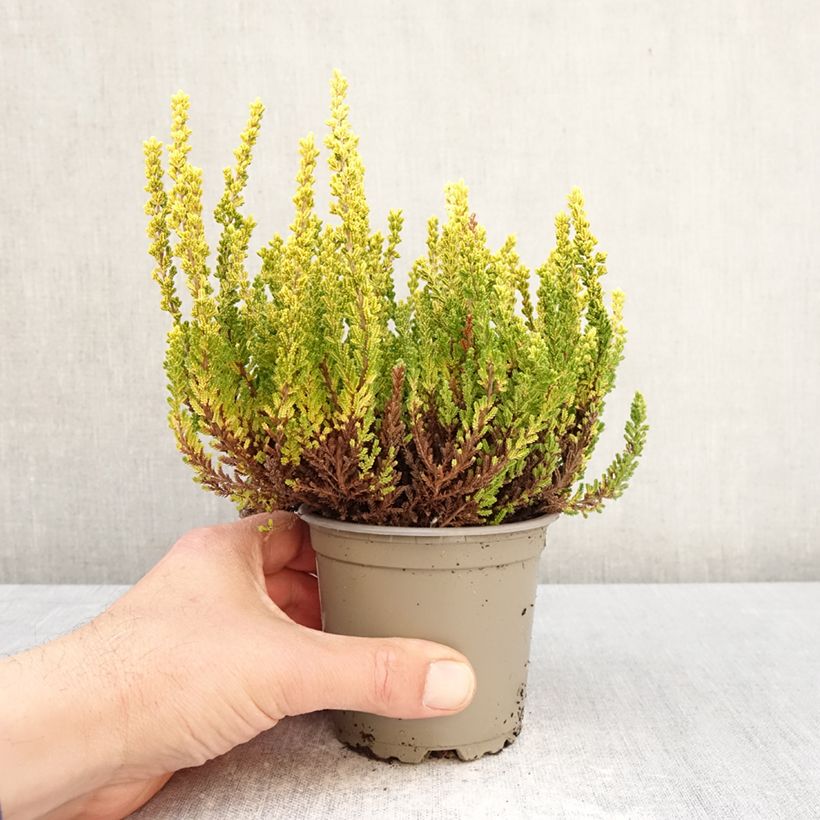 Calluna vulgaris Garden Girls Zeta - Brugo Vaso da 1L/1,5L esemplare consegnato in primavera