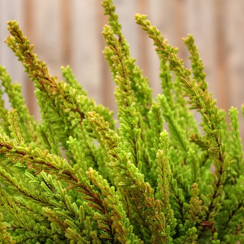 Calluna vulgaris Garden Girls Zoe - Brugo (Porto)