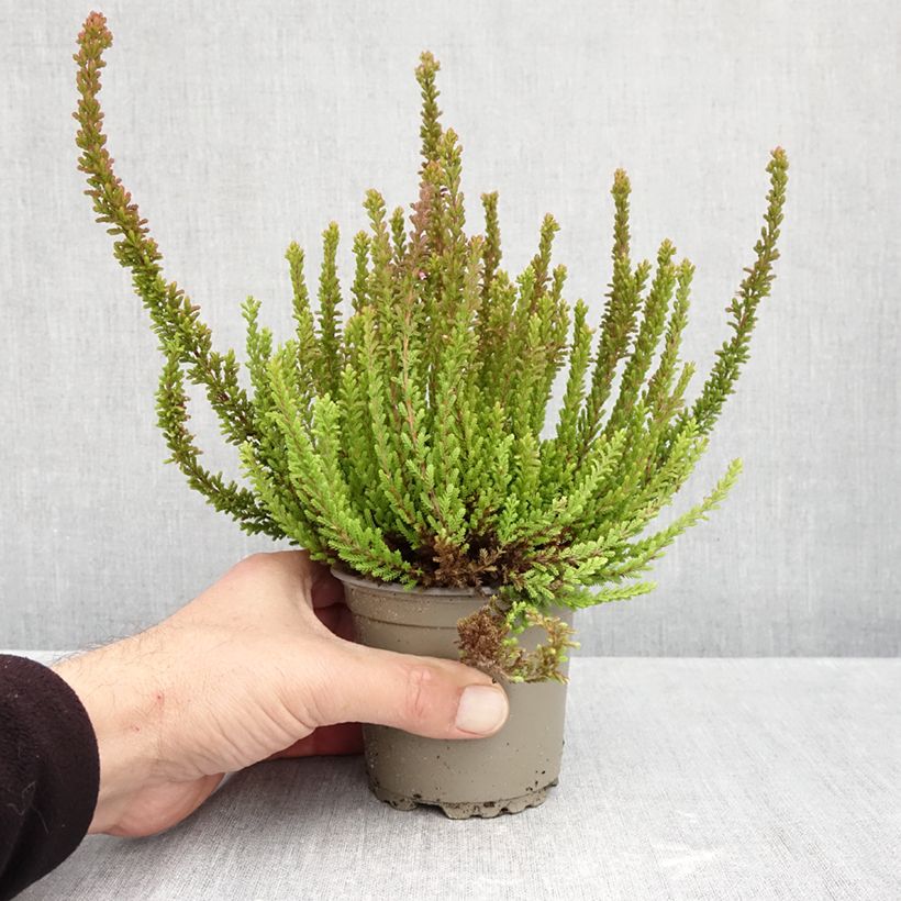 Esemplare di Calluna vulgaris Garden Girls Zorina - Brugo Vaso da 1L/1,5L come consegnato in autunno