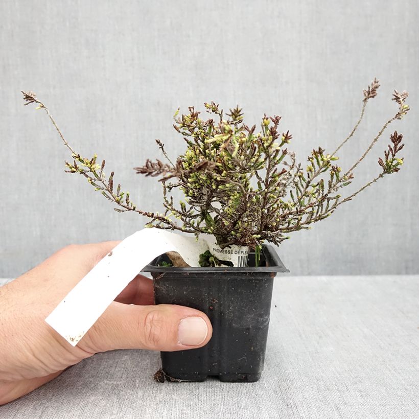Esemplare di Calluna vulgaris Alba - Brugo Vasetto da 8/9 cm come consegnato in autunno