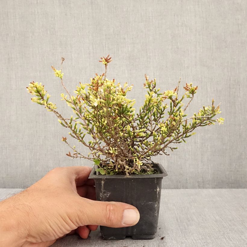 Esemplare di Calluna vulgaris Alba - Brugo Vasetto da 8/9 cm consegnato in estate