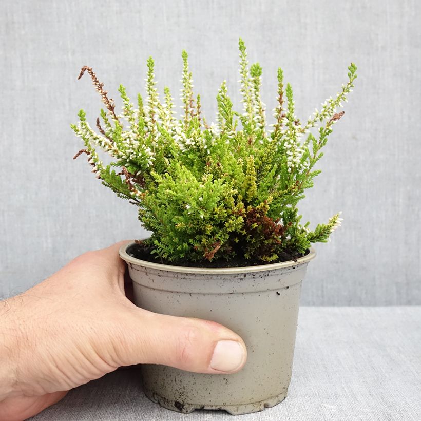 Esemplare di Calluna vulgaris Anouk - Brugo Vaso da Ø 12 cm / 13 cm come consegnato in autunno