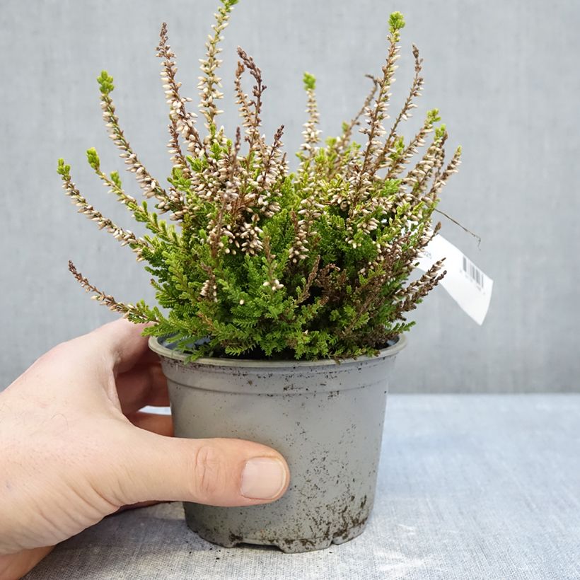Calluna vulgaris Anouk - Brugo Vaso da Ø 12 cm / 13 cm esemplare consegnato in inverno