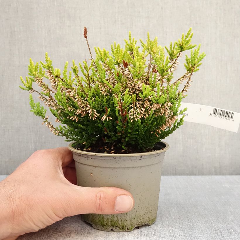 Calluna vulgaris Anouk - Brugo Vaso da Ø 12 cm / 13 cm esemplare consegnato in primavera