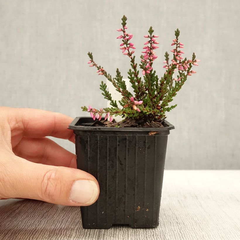 Esemplare di Calluna vulgaris Dark Beauty - Brugo Vasetto da 8/9 cm come consegnato in autunno