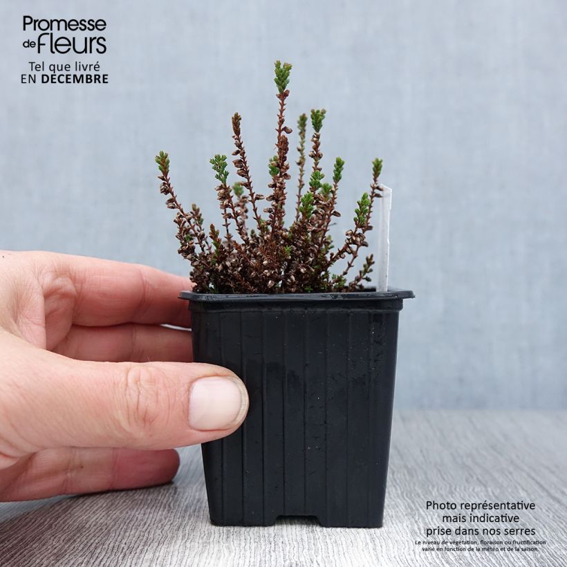 Calluna vulgaris Dark Beauty - Brugo Vasetto da 8/9 cm esemplare consegnato in inverno