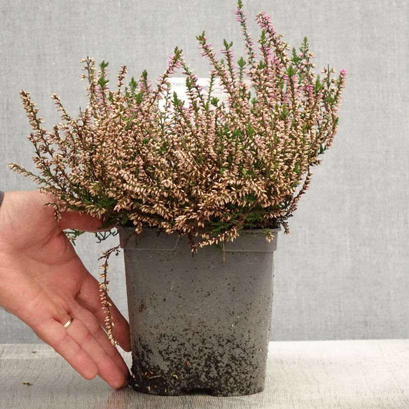 Esemplare di Calluna vulgaris Marleen - Brugo Vaso da 2L/3L come consegnato in autunno