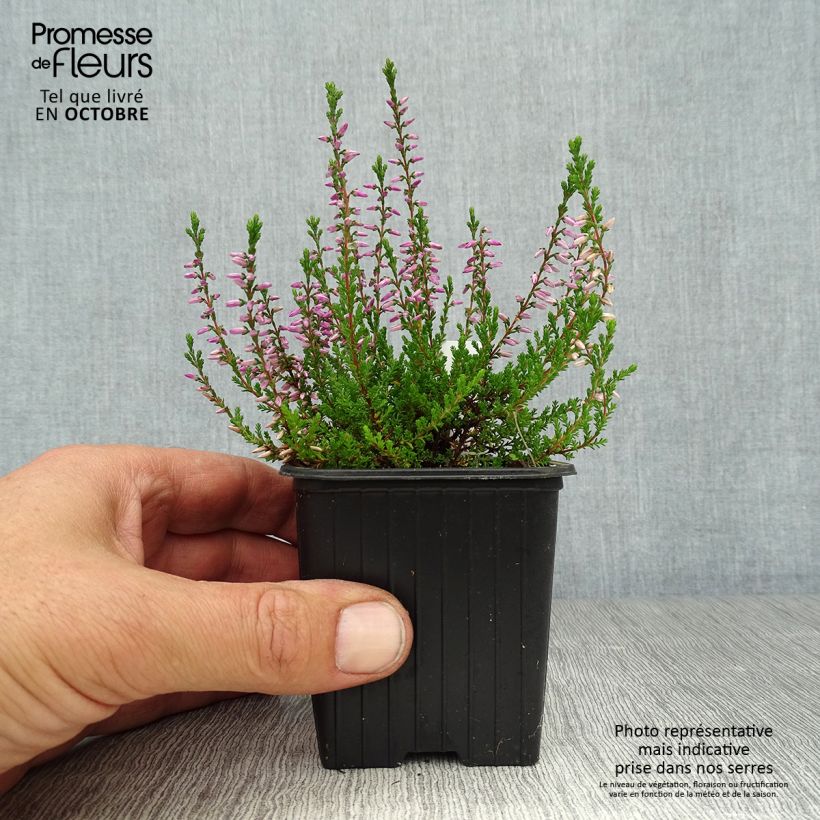 Esemplare di Calluna vulgaris Marlies - Brugo Vasetto da 8/9 cm come consegnato in autunno